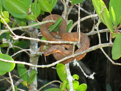 Nerodia clarkii compressicauda