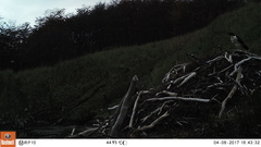 Daptrius albogularis