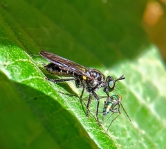 Laphriini