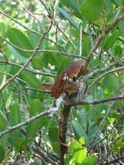 Nerodia clarkii compressicauda