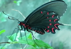 Parides photinus