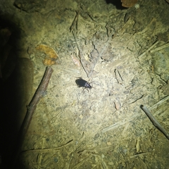 Platyninae