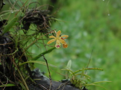Encyclia tampensis