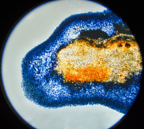 Cobalt Crust