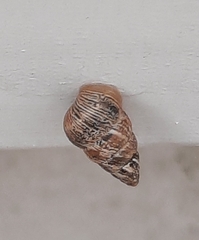 Cochlicella