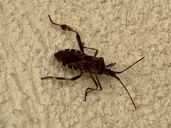 Leptoglossus occidentalis