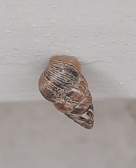 Cochlicella