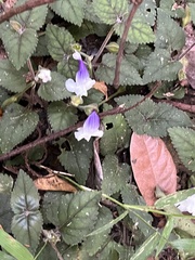 Torenia fournieri