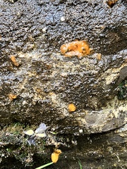 Dacrymyces stillatus