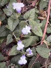 Torenia fournieri