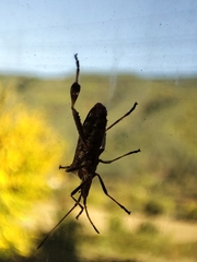 Leptoglossus occidentalis