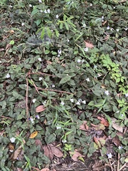 Torenia fournieri