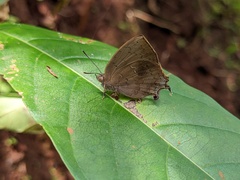 Surendra quercetorum