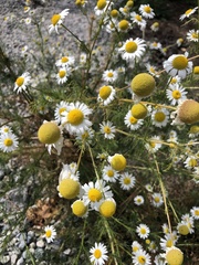 Anthemideae