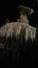 Cortaderia selloana