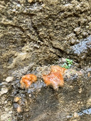 Dacrymyces stillatus