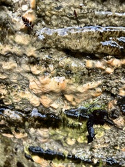 Dacrymyces stillatus