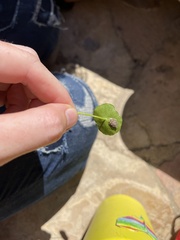 Pemphigus obesinymphae