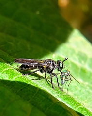 Laphriini