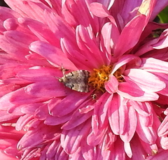 Choreutis
