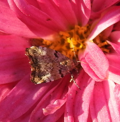Choreutis