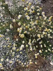 Anthemideae