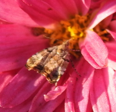 Choreutis