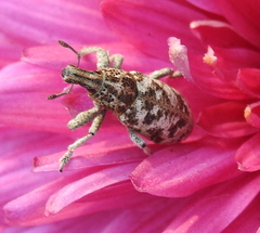 Cyphocleonus dealbatus