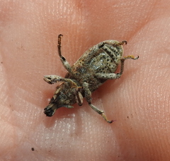 Cyphocleonus dealbatus