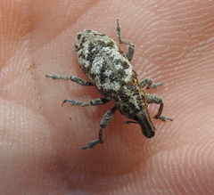 Cyphocleonus dealbatus