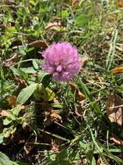 Trifolium pratense