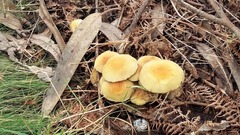 Gymnopilus