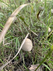 Panaeolus papilionaceus
