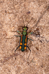 Cicindelinae