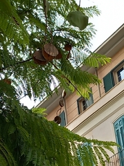 Jacaranda mimosifolia