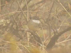 Mecocerculus leucophrys
