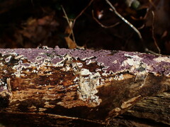 Corticium roseocarneum