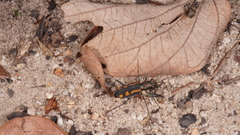 Cicindelinae