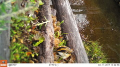 Aphrastura spinicauda