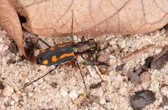 Cicindelinae