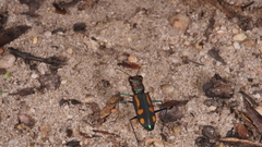 Cicindelinae