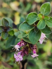 Origanum vulgare
