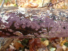 Corticium roseocarneum