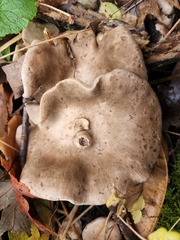 Entoloma abortivum