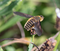 Poecilanthrax lucifer
