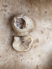 Entoloma abortivum