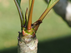 Ropalidia socialistica