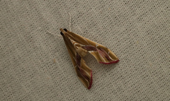 Agathodes ostentalis