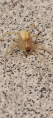 Cheiracanthium