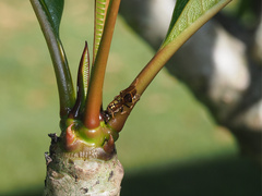 Ropalidia socialistica